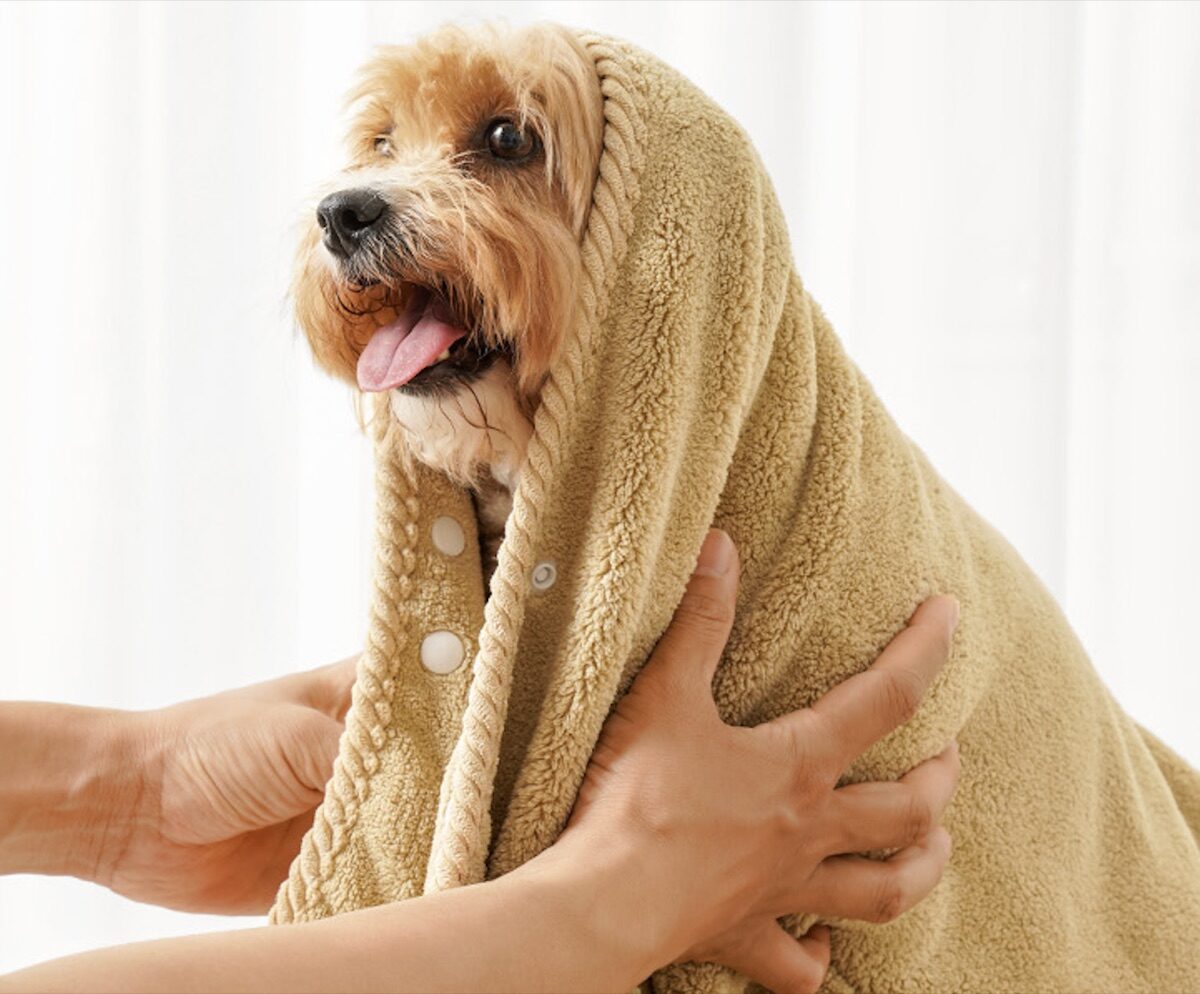 Quick-Dry Pet Towel Deal