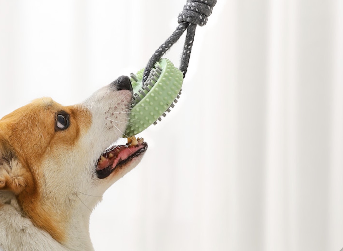 Dental Chew Toy Deal