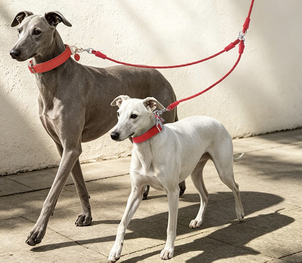Dual-Dog Coupler Leash