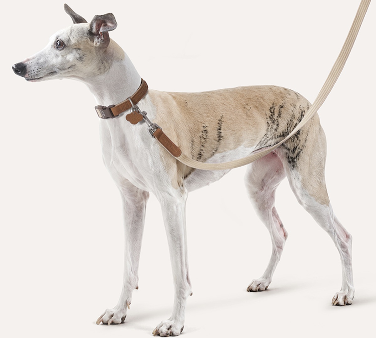 Collar and Leash Set